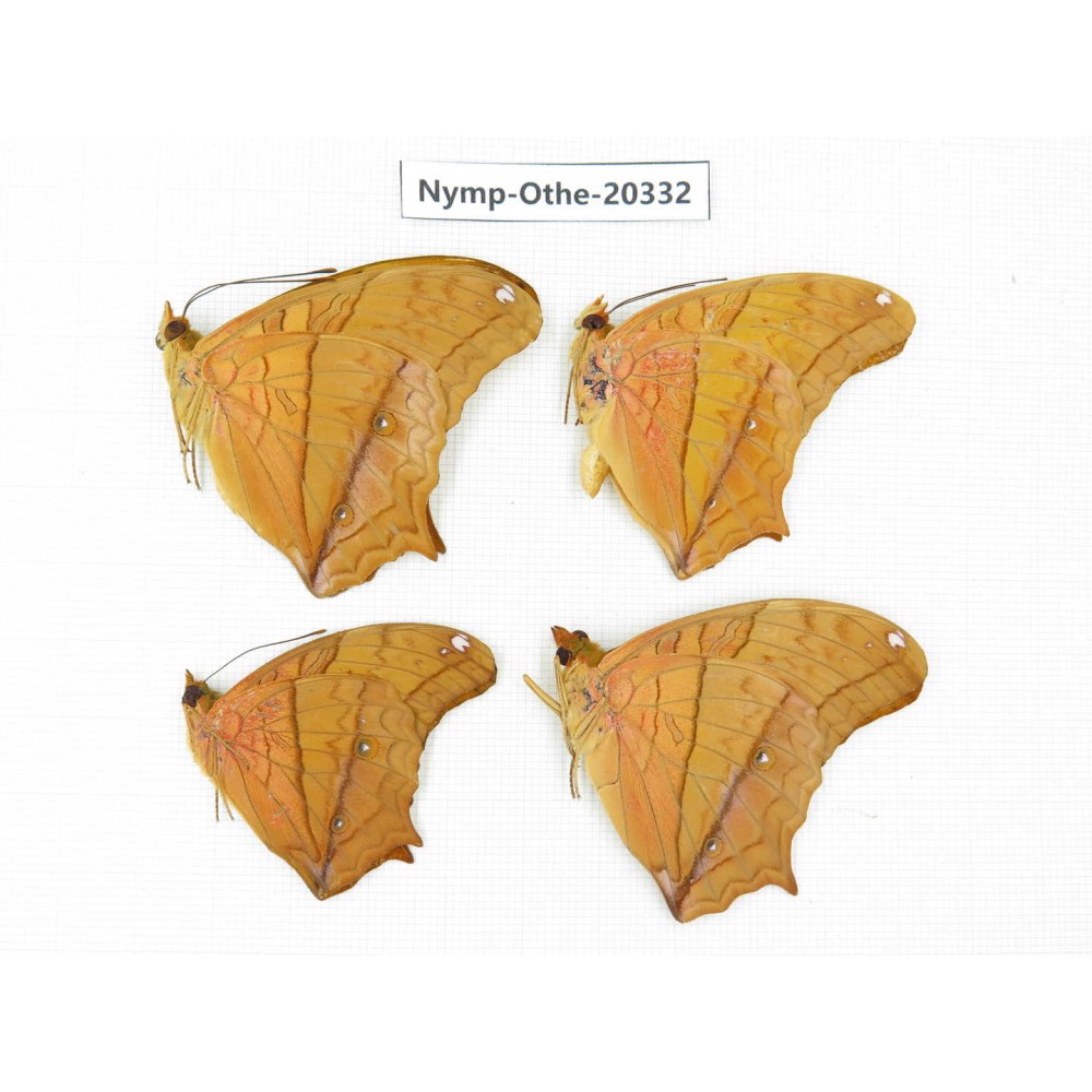 Vindula erota ssp. China, Yunnan, Xishuangbanna, Mengla. 4M. Nymp-Othe-20332.