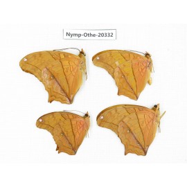 Vindula erota ssp. China, Yunnan, Xishuangbanna, Mengla. 4M. Nymp-Othe-20332.