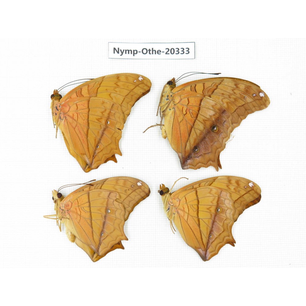 Vindula erota ssp. China, Yunnan, Xishuangbanna, Mengla. 4M. Nymp-Othe-20333.