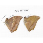 Charaxes bernardus ssp & Charaxes marmax ssp. China, Yunnan, Xishuangbanna, Mengla. 2M. Nymp-Othe-20360.