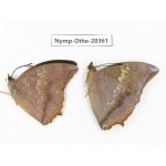 Charaxes bernardus ssp. China, Yunnan, Xishuangbanna, Mengla. 2M. Nymp-Othe-20361.