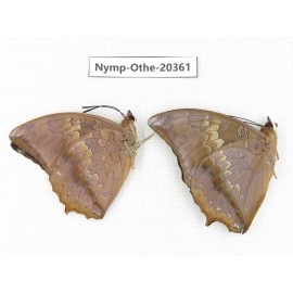 Charaxes bernardus ssp. China, Yunnan, Xishuangbanna, Mengla. 2M. Nymp-Othe-20361.