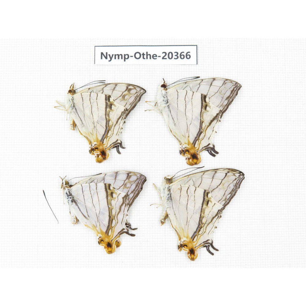 Cyrestis thyodamas ssp. China, Yunnan, Xishuangbanna, Mengla. 2M. Nymp-Othe-20366.
