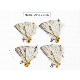 Cyrestis thyodamas ssp. China, Yunnan, Xishuangbanna, Mengla. 2M. Nymp-Othe-20366.