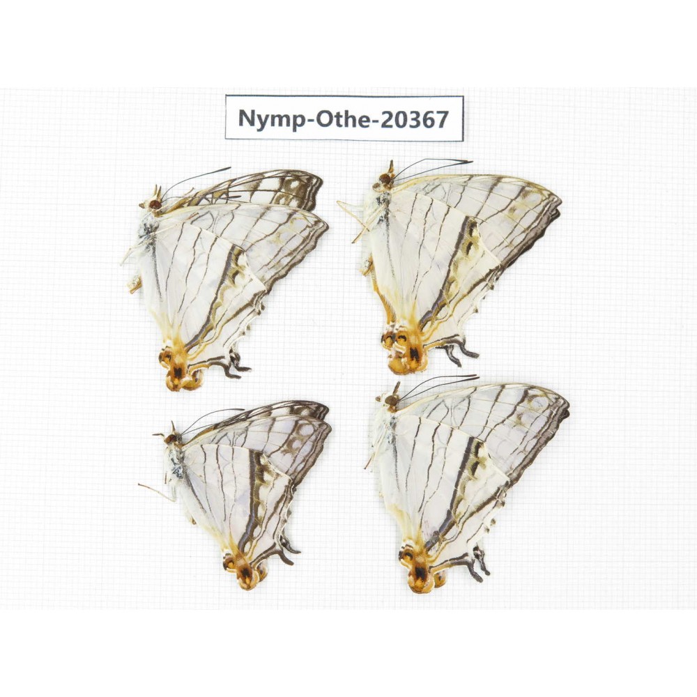 Cyrestis thyodamas ssp. China, Yunnan, Xishuangbanna, Mengla. 2M. Nymp-Othe-20367.
