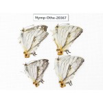 Cyrestis thyodamas ssp. China, Yunnan, Xishuangbanna, Mengla. 2M. Nymp-Othe-20367.