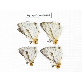 Cyrestis thyodamas ssp. China, Yunnan, Xishuangbanna, Mengla. 2M. Nymp-Othe-20367.