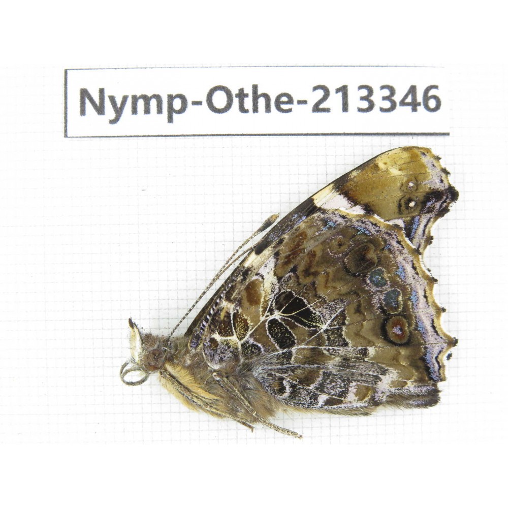 Vanessa indica ssp. China, Yunnan, Yingjiang county. 1F. Nymp-Othe-213346.