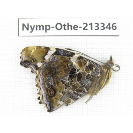 Vanessa indica ssp. China, Yunnan, Yingjiang county. 1F. Nymp-Othe-213346.