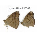 Pseudergolis wedah. China, Yunnan, Yingjiang county. 2M. Nymp-Othe-213347.