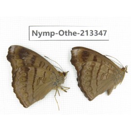 Pseudergolis wedah. China, Yunnan, Yingjiang county. 2M. Nymp-Othe-213347.