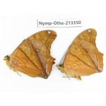 Vindula erota ssp. China, Yunnan, Yingjiang county. 2M. Nymp-Othe-213350.