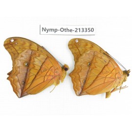 Vindula erota ssp. China, Yunnan, Yingjiang county. 2M. Nymp-Othe-213350.