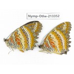 Cethosia biblis ssp. China, Yunnan, Yingjiang county. 2M. Nymp-Othe-213352.