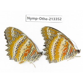 Cethosia biblis ssp. China, Yunnan, Yingjiang county. 2M. Nymp-Othe-213352.