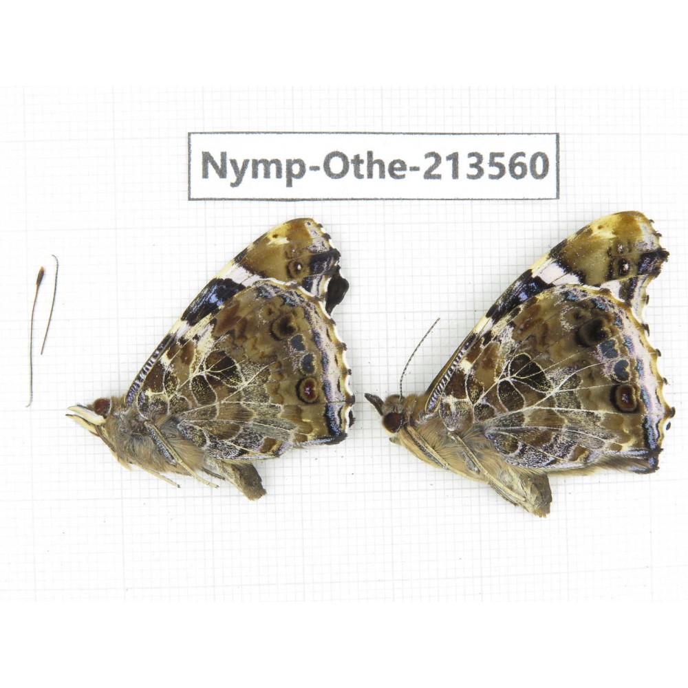 Vanessa indica ssp. China, Zhejiang, Ningbo, Cixi. 1P. Nymp-Othe-213560.
