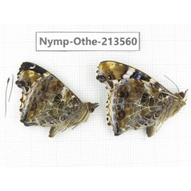 Vanessa indica ssp. China, Zhejiang, Ningbo, Cixi. 1P. Nymp-Othe-213560.