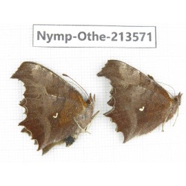 Polygonia c-aureum ssp. China, Zhejiang, Ningbo, Cixi. 2M. Nymp-Othe-213571.