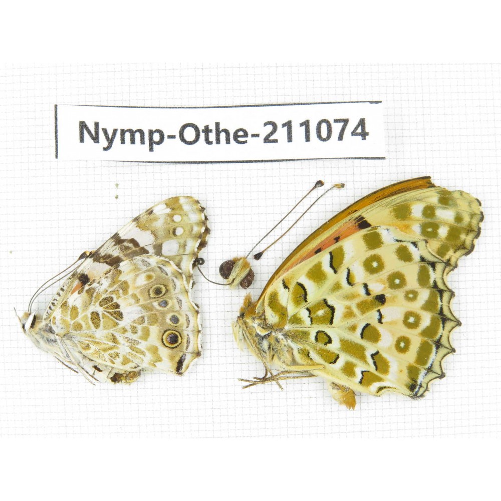 Argyreus hyperbius ssp. China, Zhejiang, Ningbo, Cixi. 1P. Nymp-Othe-211074.