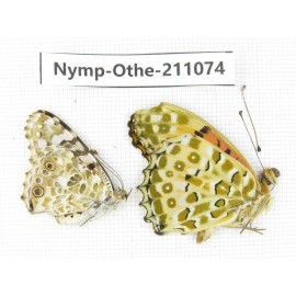 Argyreus hyperbius ssp. China, Zhejiang, Ningbo, Cixi. 1P. Nymp-Othe-211074.