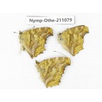 Polygonia c-aureum ssp. China, Zhejiang, Ningbo, Cixi. 3F. Nymp-Othe-211079.