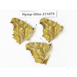 Polygonia c-aureum ssp. China, Zhejiang, Ningbo, Cixi. 3F. Nymp-Othe-211079.