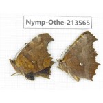 Polygonia c-aureum ssp. China, Zhejiang, Ningbo, Cixi. 1P. Nymp-Othe-213565.