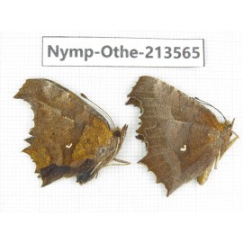 Polygonia c-aureum ssp. China, Zhejiang, Ningbo, Cixi. 1P. Nymp-Othe-213565.