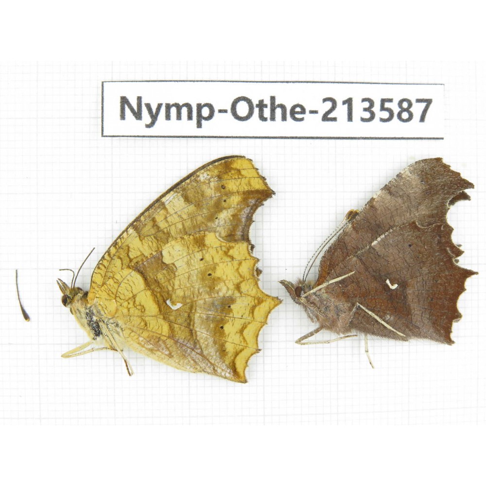 Polygonia c-aureum ssp. China, Zhejiang, Ningbo, Cixi. 2M. Nymp-Othe-213587.