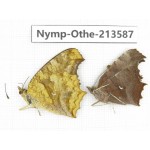 Polygonia c-aureum ssp. China, Zhejiang, Ningbo, Cixi. 2M. Nymp-Othe-213587.