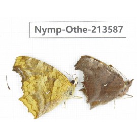 Polygonia c-aureum ssp. China, Zhejiang, Ningbo, Cixi. 2M. Nymp-Othe-213587.