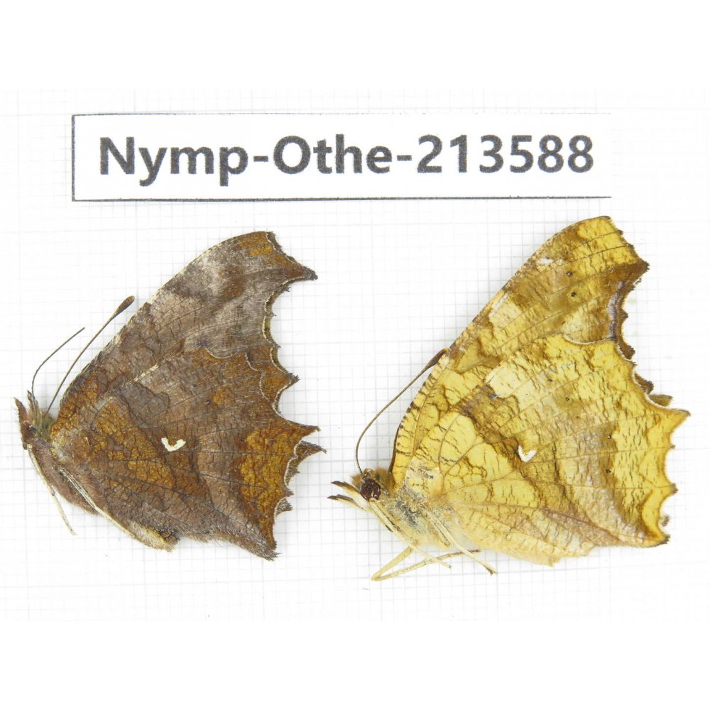 Polygonia c-aureum ssp. China, Zhejiang, Ningbo, Cixi. 2M. Nymp-Othe-213588.