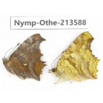 Polygonia c-aureum ssp. China, Zhejiang, Ningbo, Cixi. 2M. Nymp-Othe-213588.