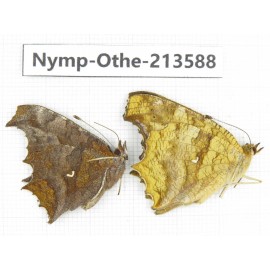 Polygonia c-aureum ssp. China, Zhejiang, Ningbo, Cixi. 2M. Nymp-Othe-213588.