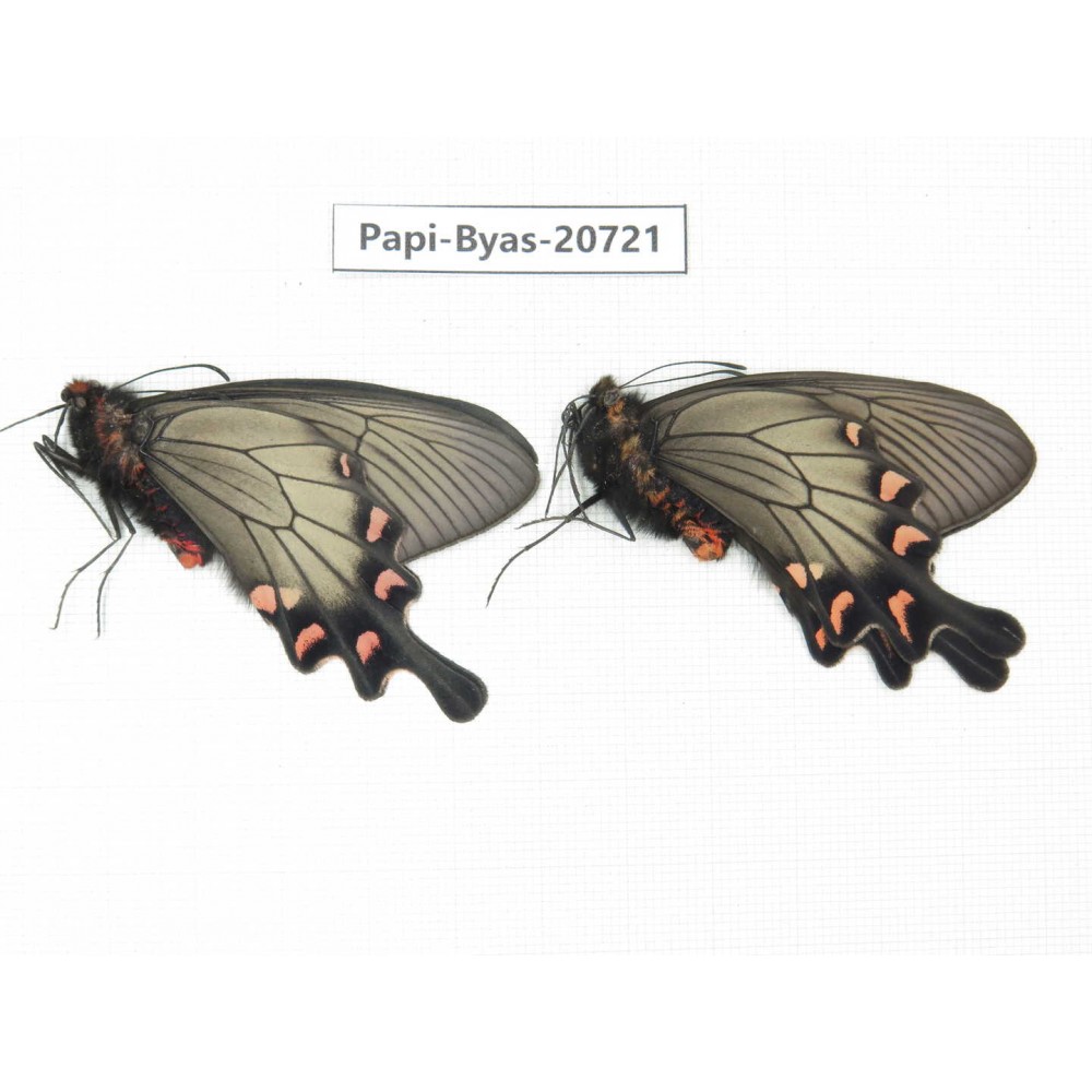 Byasa demonius demonius. China, Sichuan, Ganzi, Batang county. 2M. Papi-Byas-20721.