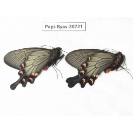 Byasa demonius demonius. China, Sichuan, Ganzi, Batang county. 2M. Papi-Byas-20721.