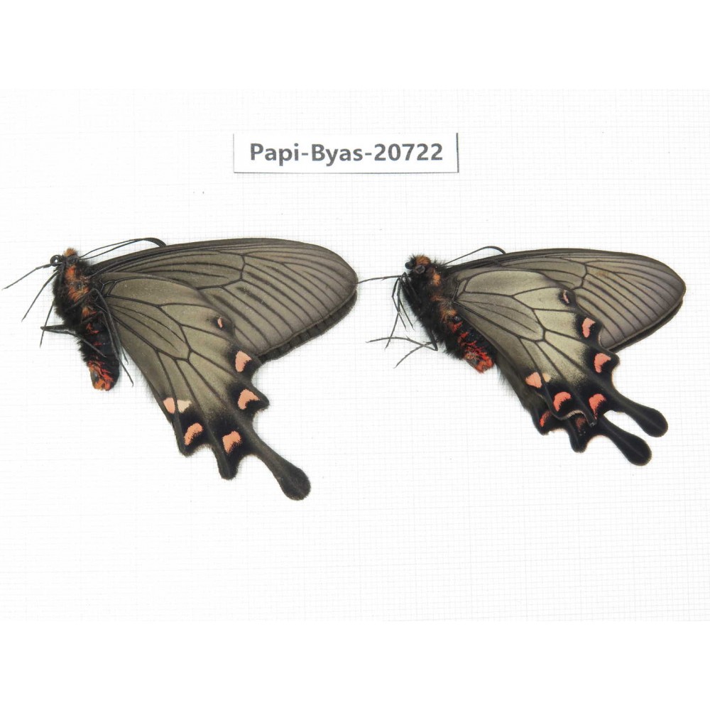 Byasa demonius demonius. China, Sichuan, Ganzi, Batang county. 2M. Papi-Byas-20722.