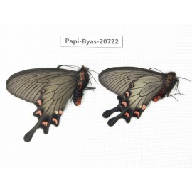 Byasa demonius demonius. China, Sichuan, Ganzi, Batang county. 2M. Papi-Byas-20722.