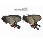 Byasa demonius demonius. China, Sichuan, Ganzi, Batang county. 2M. Papi-Byas-20723.