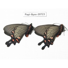 Byasa demonius demonius. China, Sichuan, Ganzi, Batang county. 2M. Papi-Byas-20723.