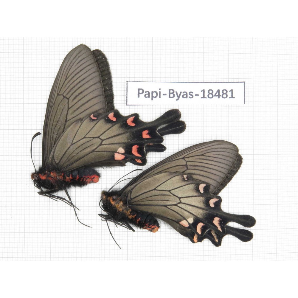 Byasa demonius demonius. China, Sichuan, Ganzi, Batang county. 2M. Papi-Byas-18481.