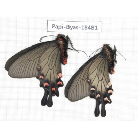 Byasa demonius demonius. China, Sichuan, Ganzi, Batang county. 2M. Papi-Byas-18481.