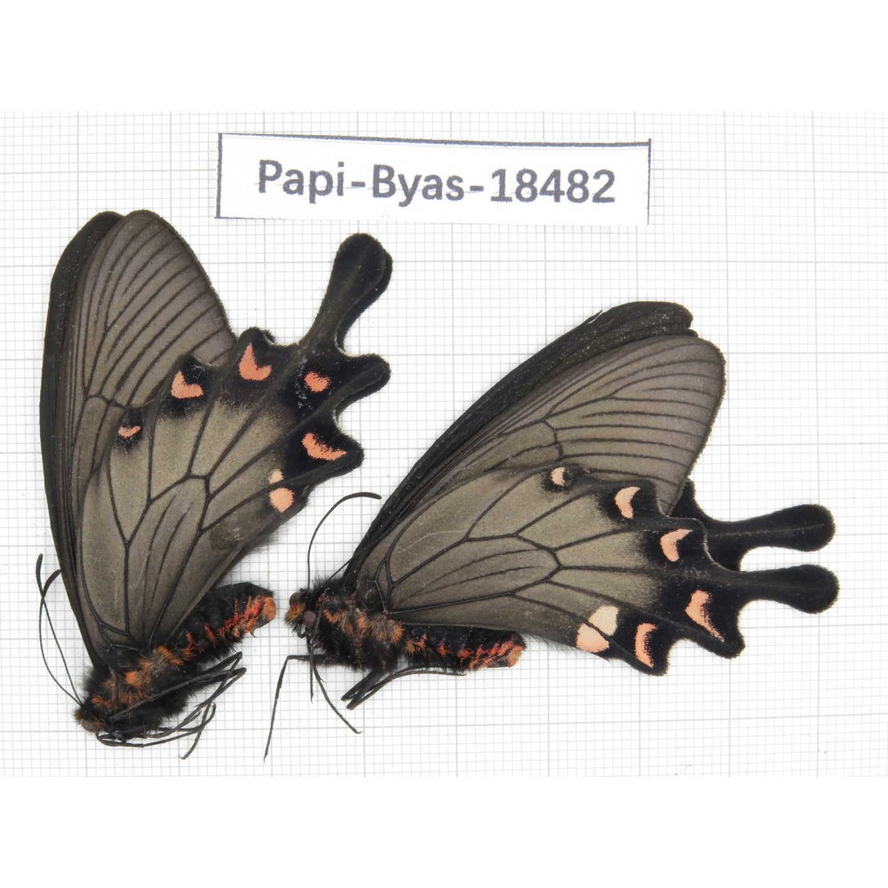 Byasa demonius demonius. China, Sichuan, Ganzi, Batang county. 2M. Papi-Byas-18482.