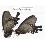 Byasa demonius demonius. China, Sichuan, Ganzi, Batang county. 2M. Papi-Byas-18482.