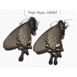 Byasa demonius demonius. China, Sichuan, Ganzi, Batang county. 2M. Papi-Byas-18482.