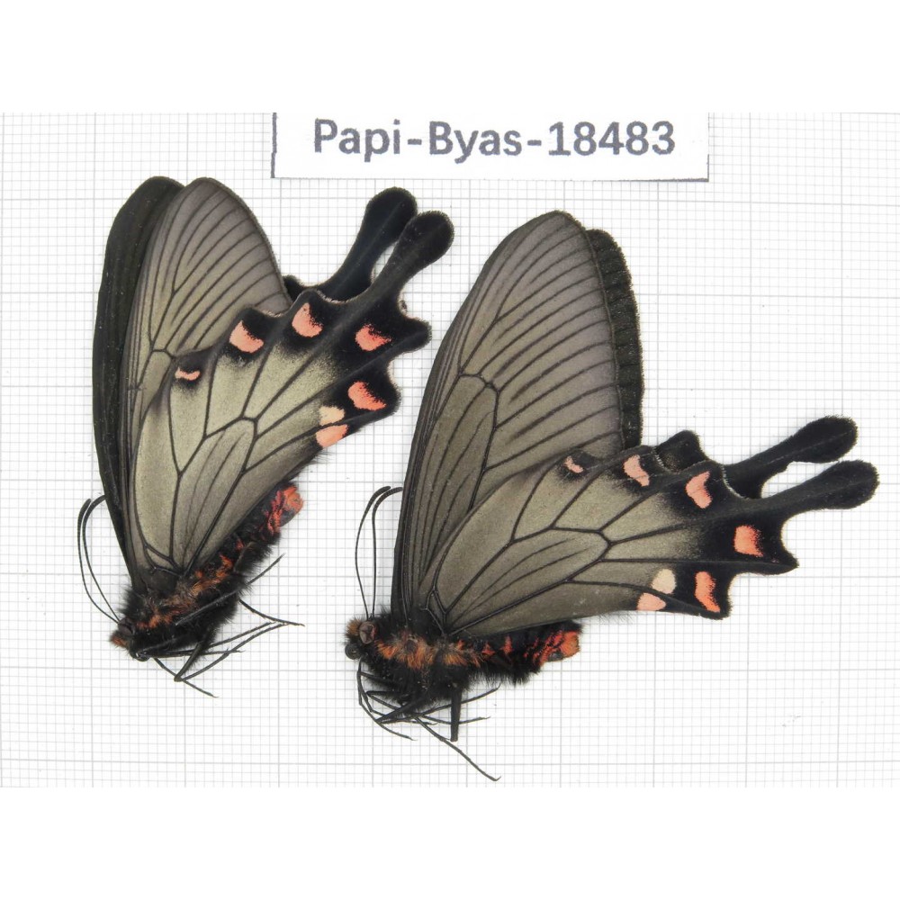 Byasa demonius demonius. China, Sichuan, Ganzi, Batang county. 2M. Papi-Byas-18483.