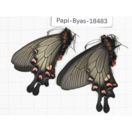 Byasa demonius demonius. China, Sichuan, Ganzi, Batang county. 2M. Papi-Byas-18483.