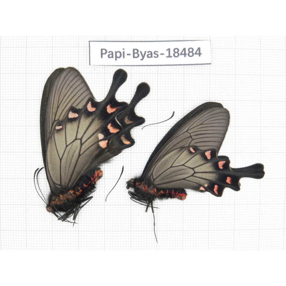 Byasa demonius demonius. China, Sichuan, Ganzi, Batang county. 2M. Papi-Byas-18484.