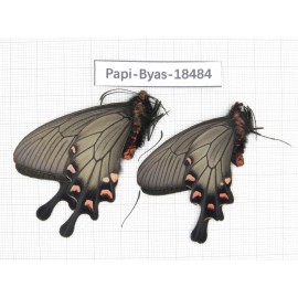 Byasa demonius demonius. China, Sichuan, Ganzi, Batang county. 2M. Papi-Byas-18484.