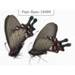 Byasa demonius demonius. China, Sichuan, Ganzi, Batang county. 2M. Papi-Byas-18488.